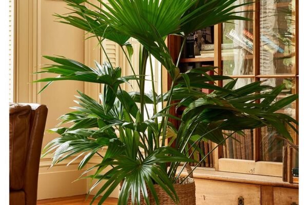 Chinese Fan Palm