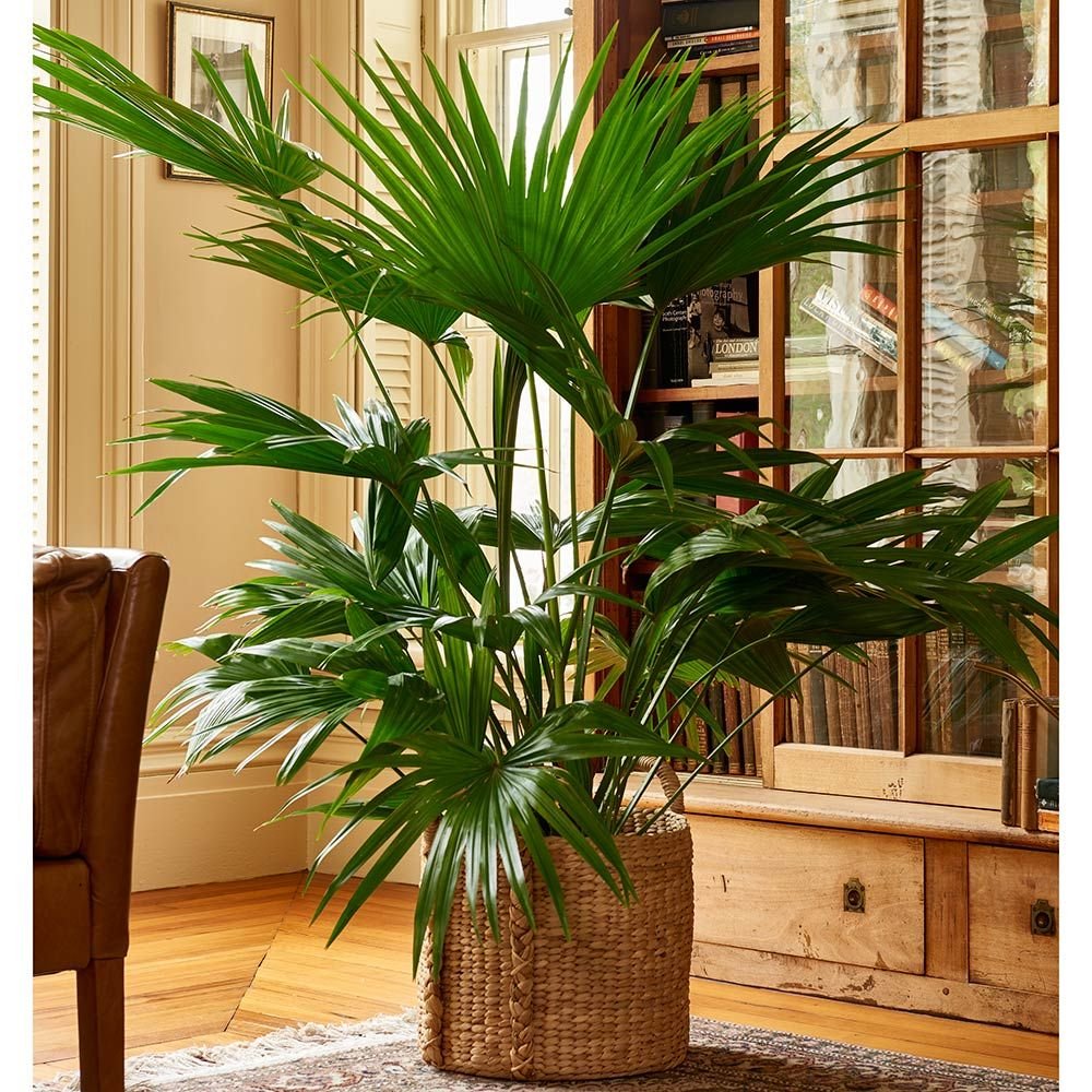 Chinese Fan Palm